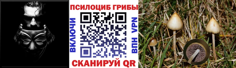 Псилоцибиновые грибы мицелий как найти наркотики Острогожск